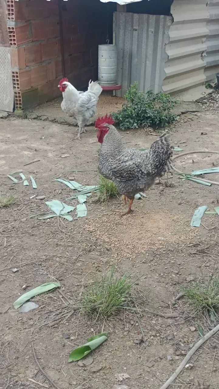 Galo  - Foto 2