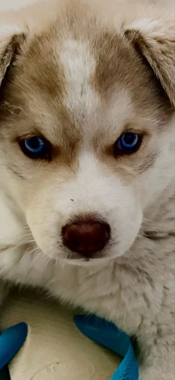 Filhote de Husky