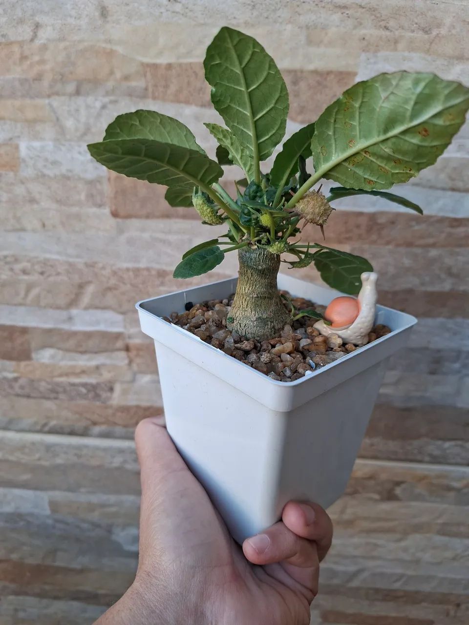 Dorstenia foetida  - Foto 4