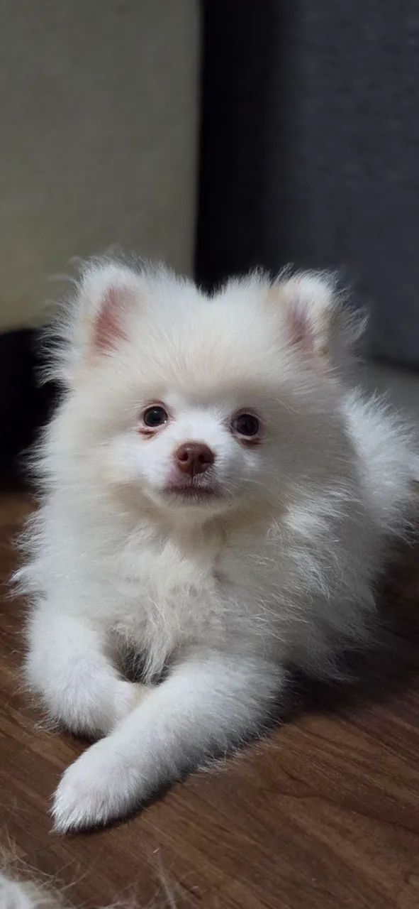 FILHOTE SPITZ ALEMÃO