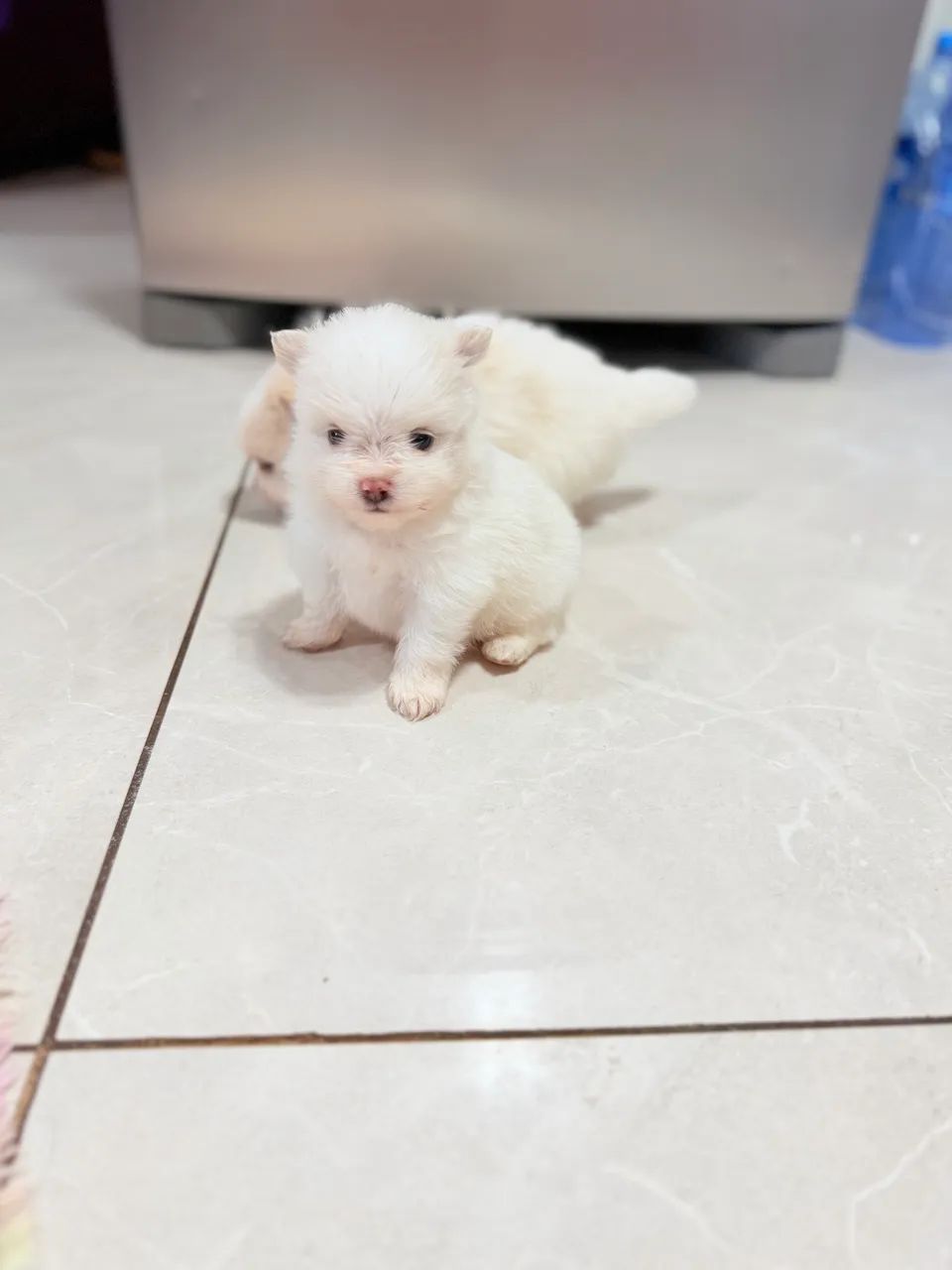 Spitz alemão  - Foto 3