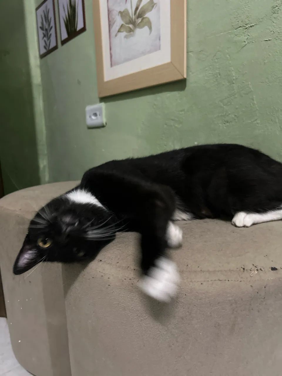 Gata para doação  - Foto 3
