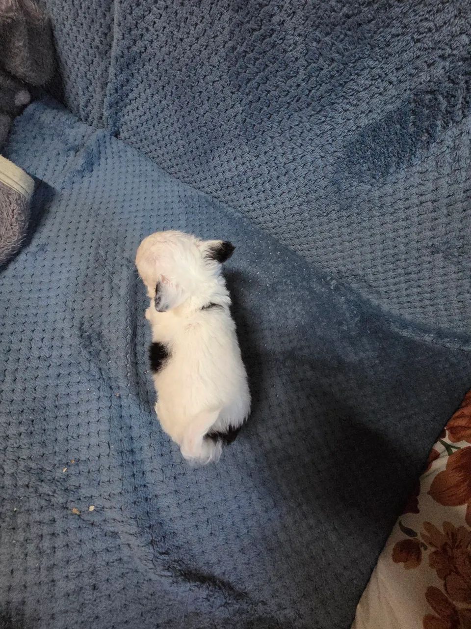 Filhote chihuahua  - Foto 4