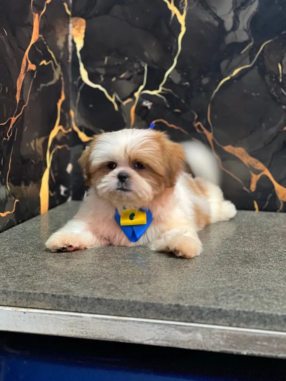Cachorro  - Foto 4