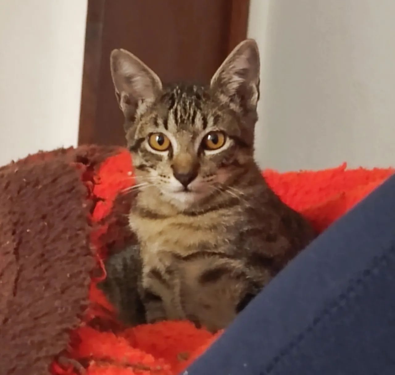 Doa se 2 Gatinhos Machos Lindos 