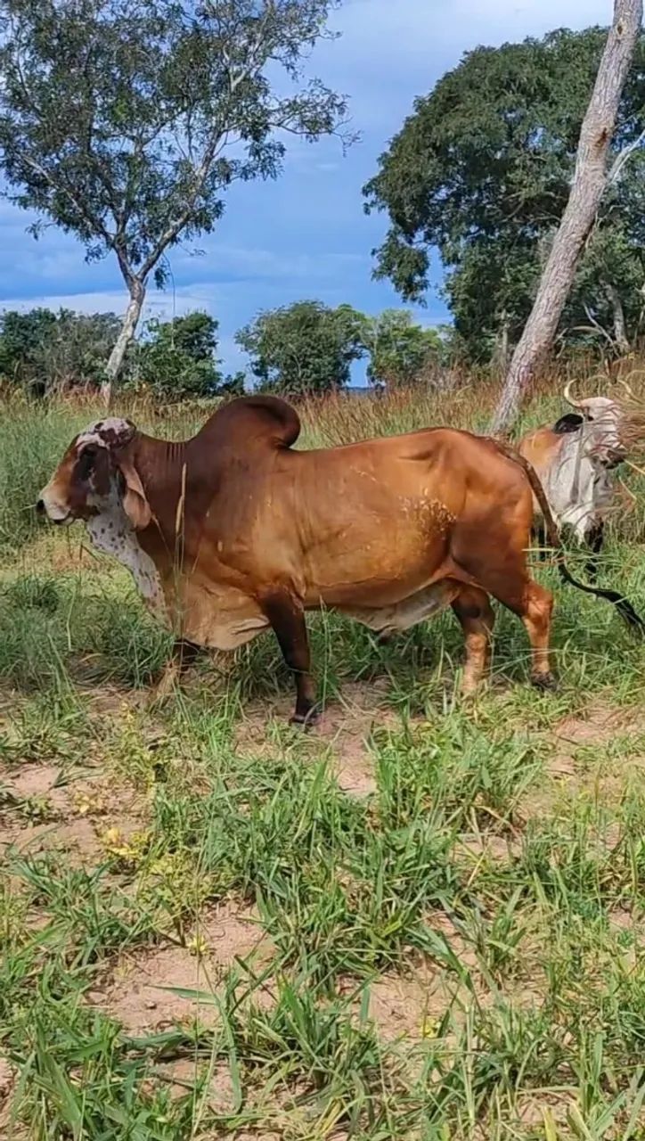 Vacas leiteiras - Foto 5