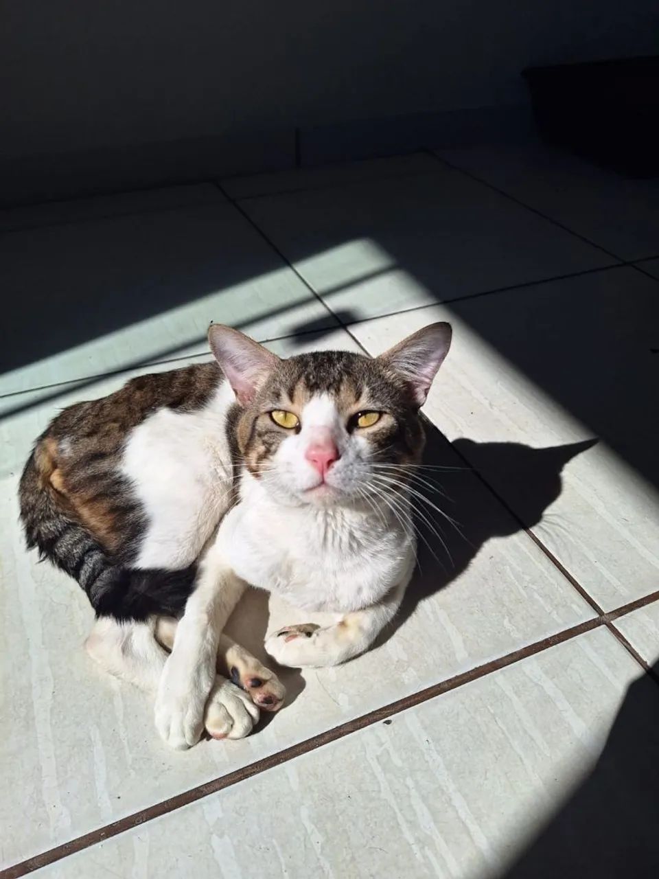 Gato Castrado