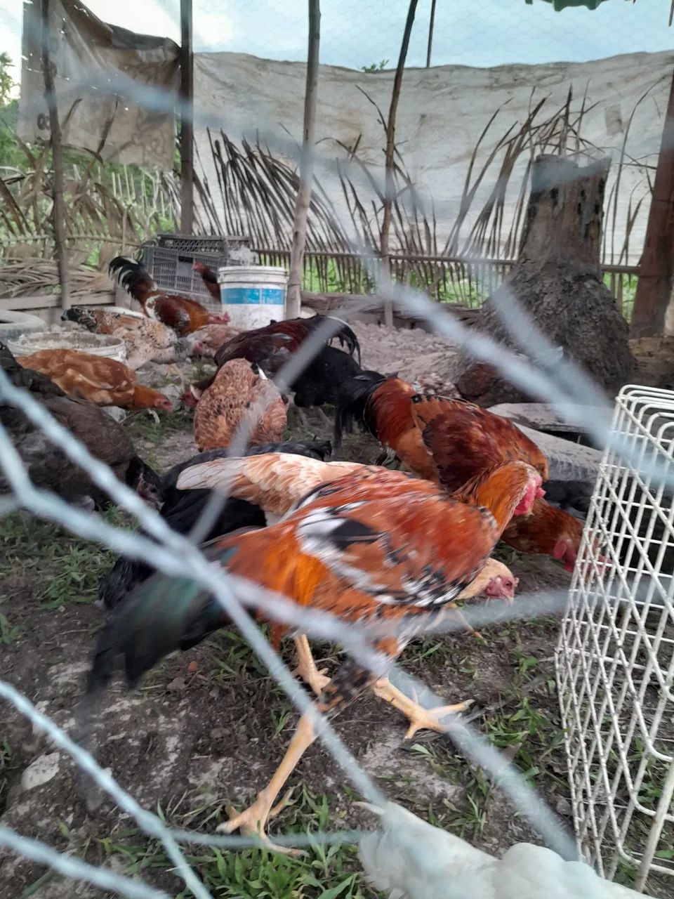 Galinhas caipira. - Foto 4