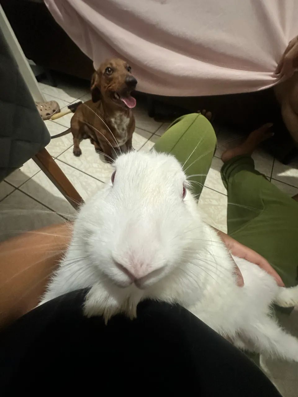 Coelha  - Foto 2