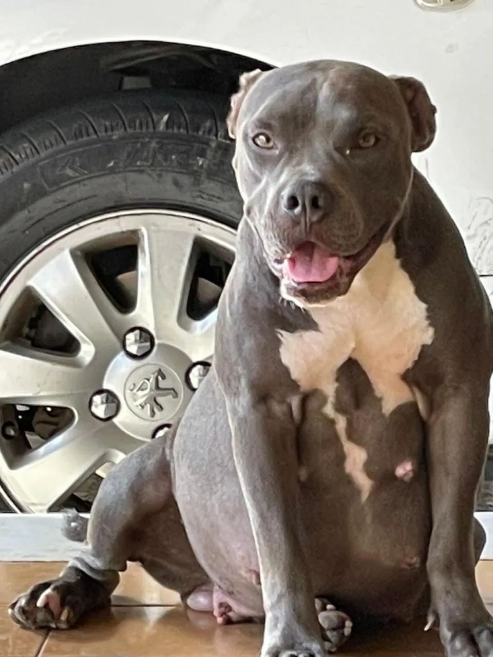 Filhotes de American bully - Foto 2
