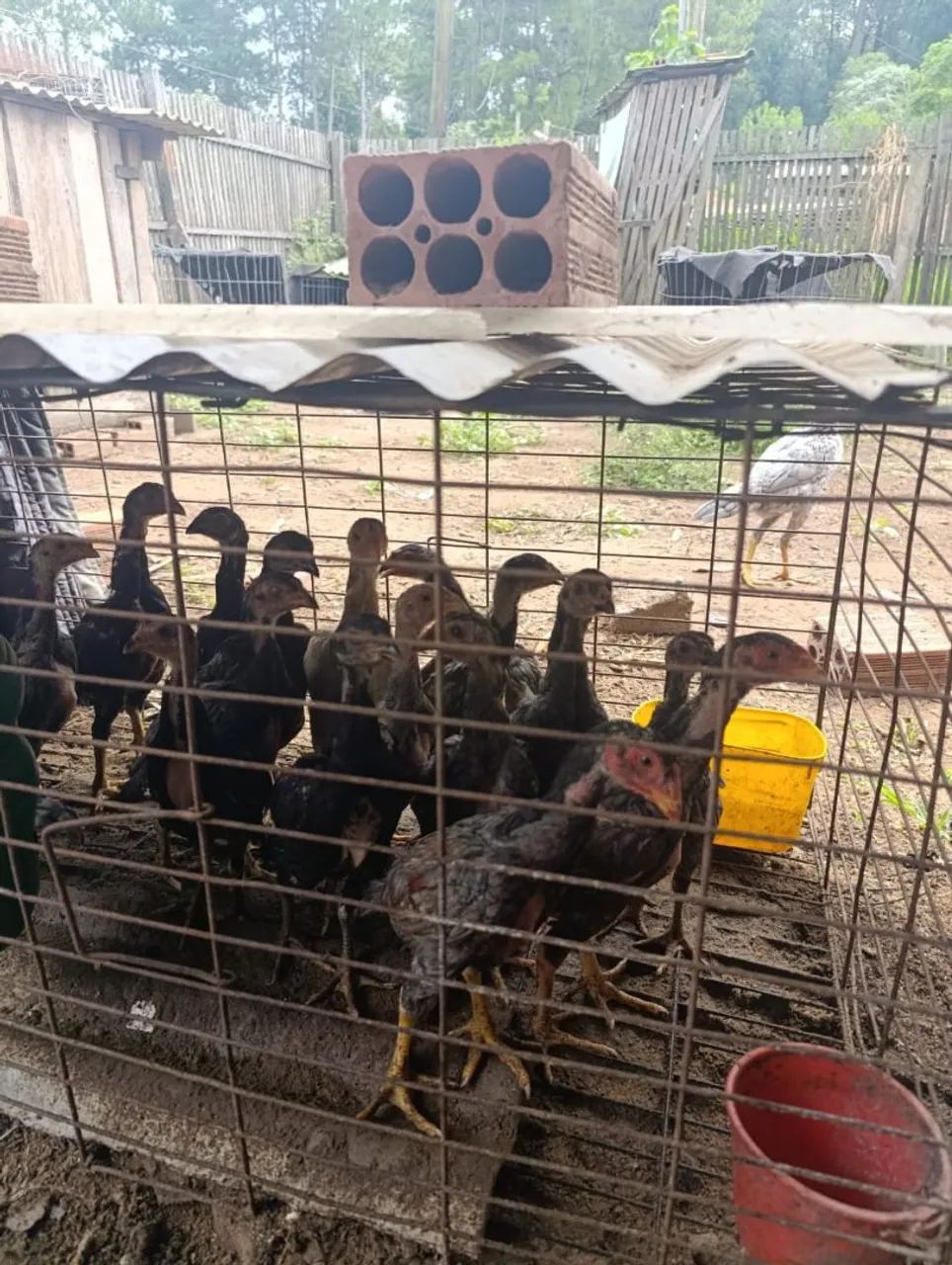 Vendo frangas índias Barbada 