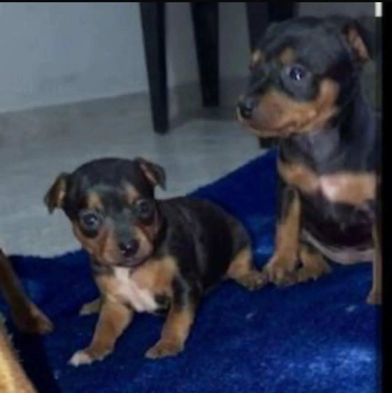 PINSCHER número 1 - Foto 2