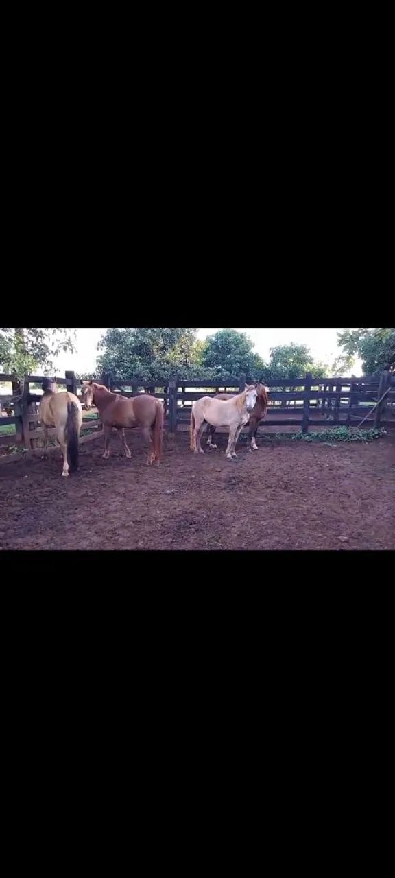 Cavalos de serviço (lida gado) - Foto 2