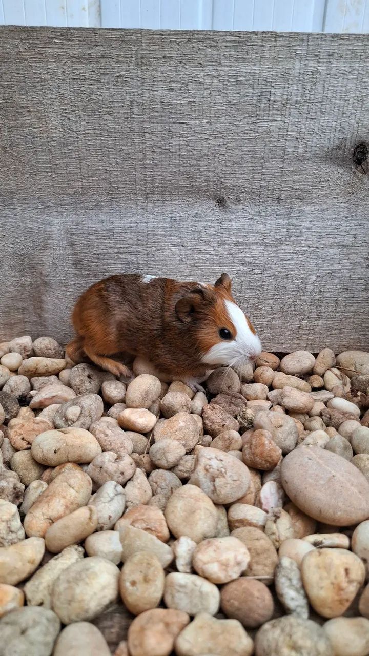 Caviário Paulina - Porquinhos da India - Foto 5