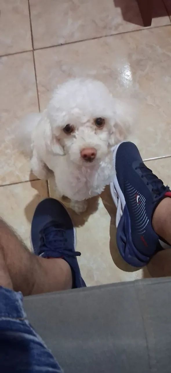 Animal - Foto 2
