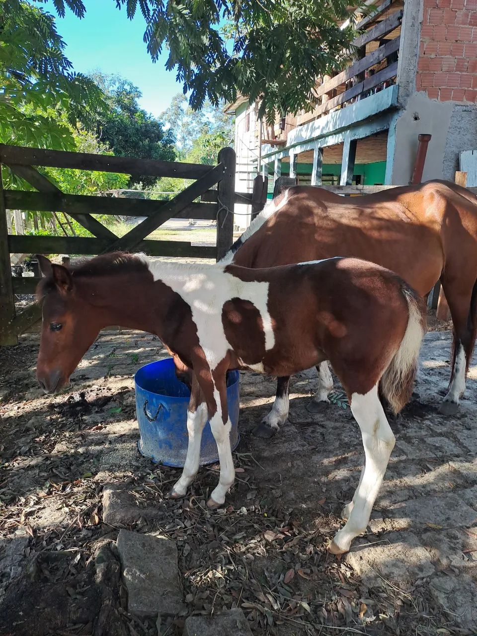 Potro Mangalarga Marchador controlado.  Aceito cartão e pix  - Foto 3