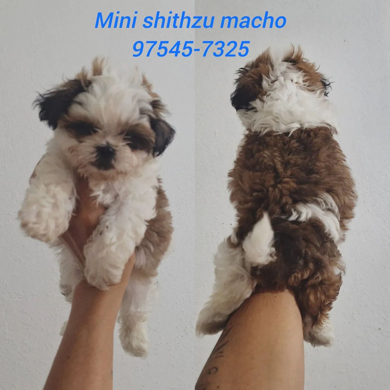 Mini shithzu com garantia de saúde - Foto 2
