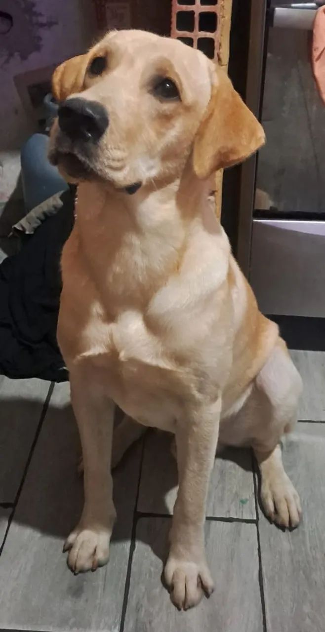 Labrado  - Foto 5