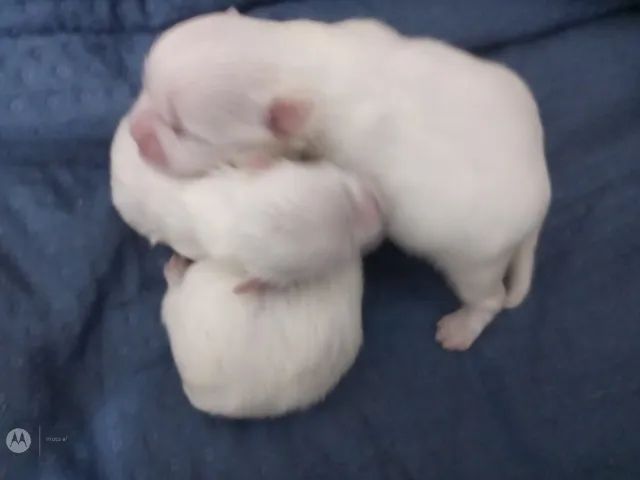 Shihtzu Branco com Areia  - Foto 5