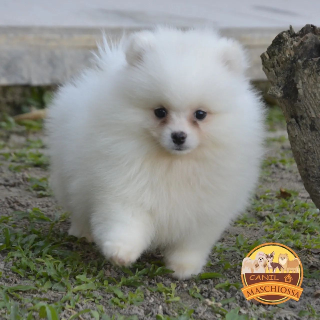 Spitz Alemão. Pedigree CBKC. - Foto 3