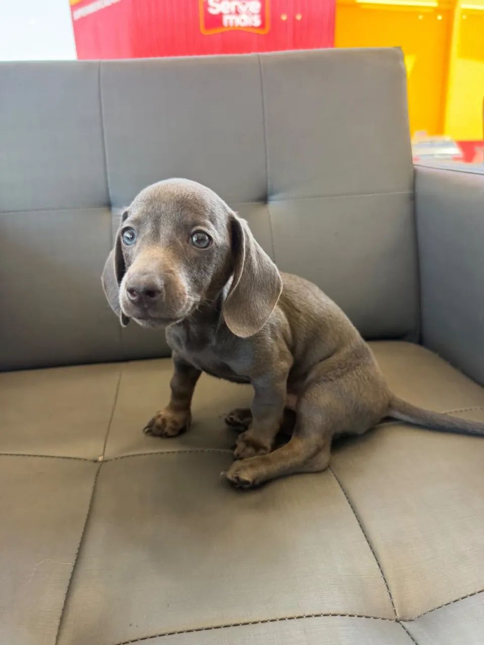 Cachorro - Foto 2