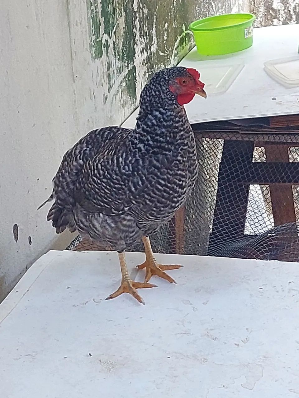 Galinha caipira  - Foto 3