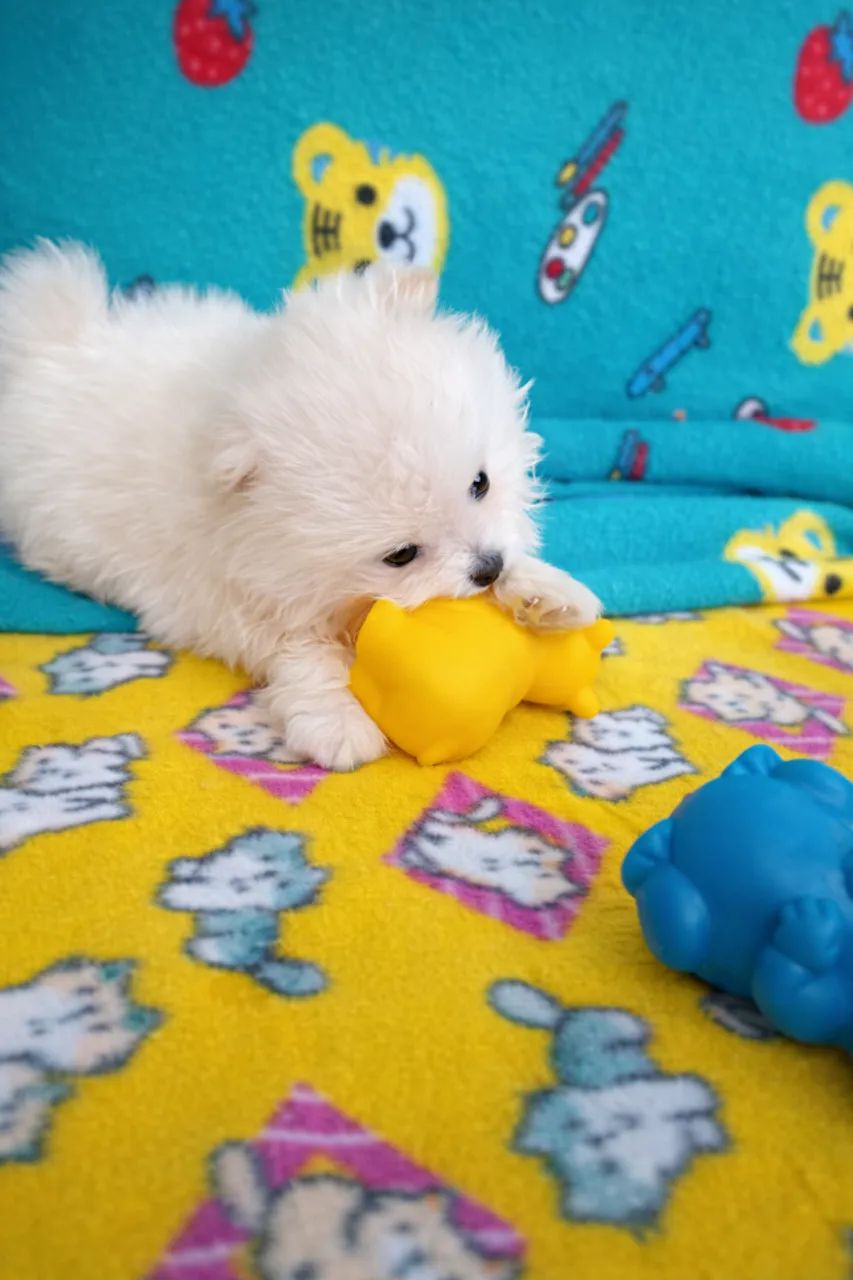 Filhotes de Lulu da Pomerânia - 60 dias, vacinados, criação familiar - Foto 5