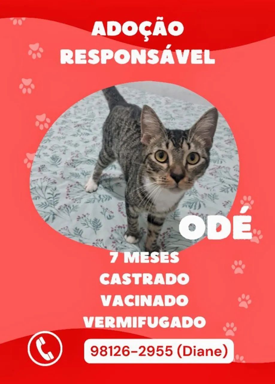 [ADOÇÃO RESPONSÁVEL] Gatinho de 7 meses