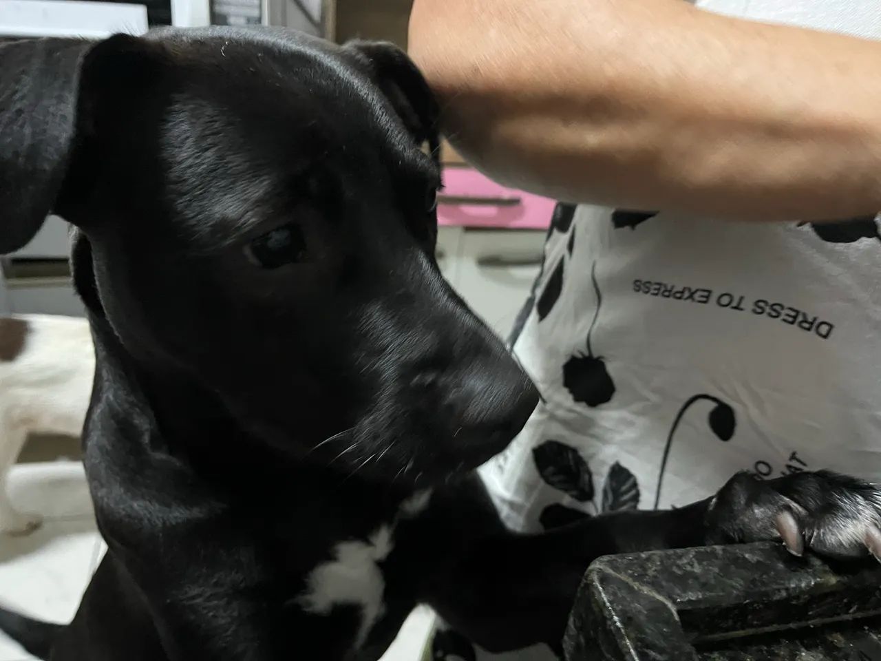 Cachorro dócil  - Foto 4