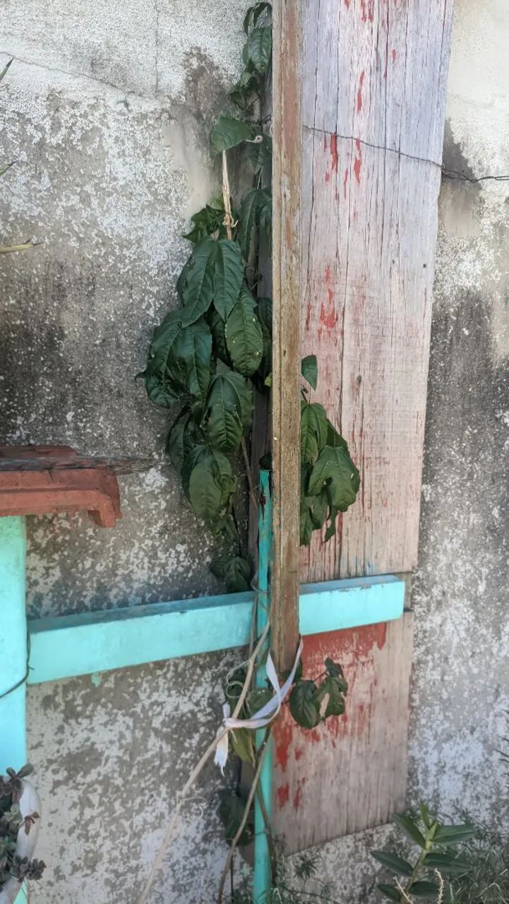 Pé de Maracujá  - Foto 3