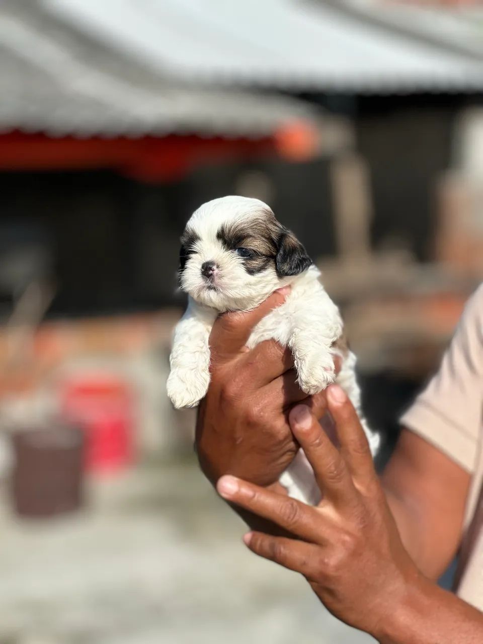 Shitzu disponível  - Foto 4