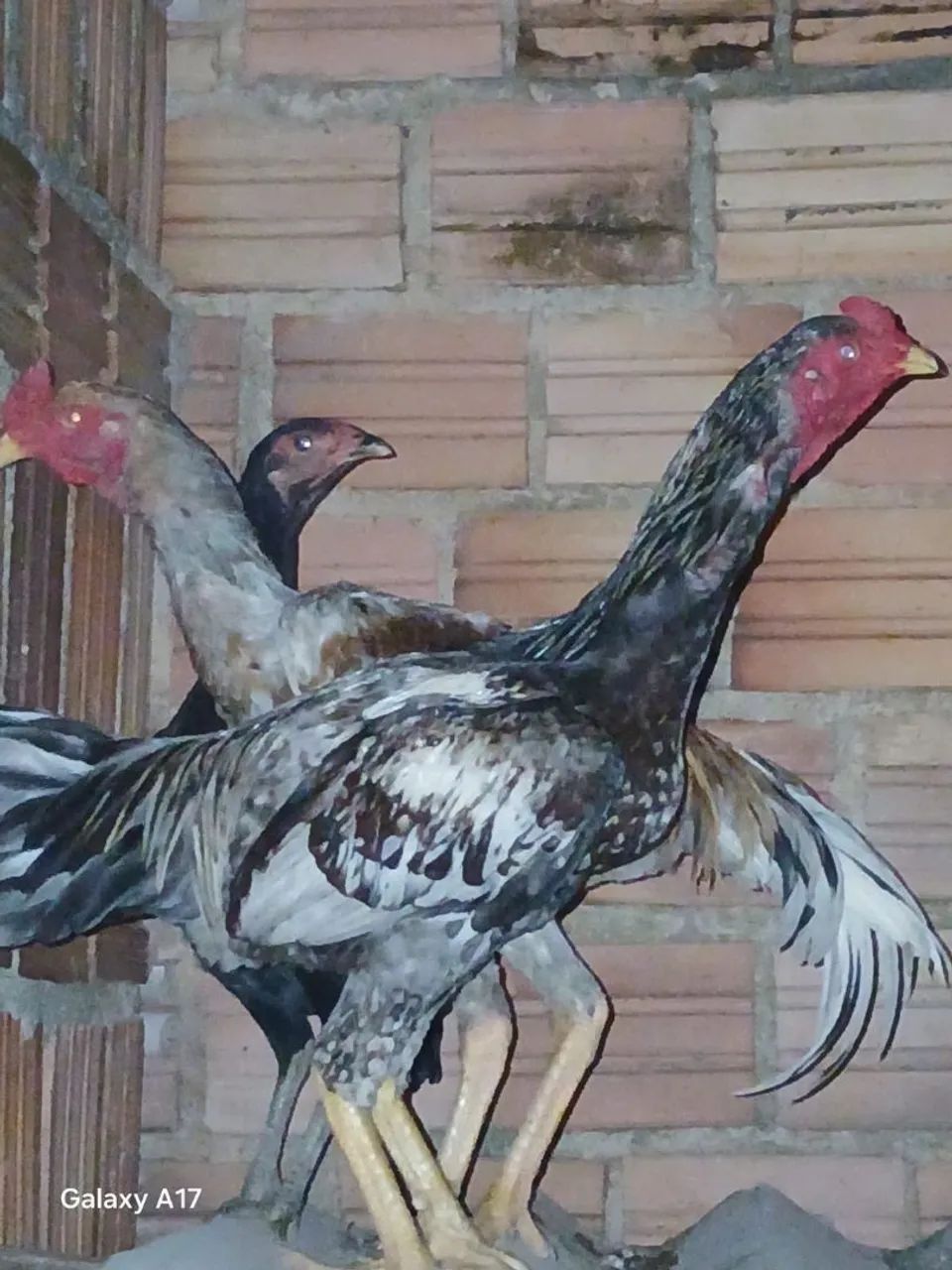 Galo - Foto 3