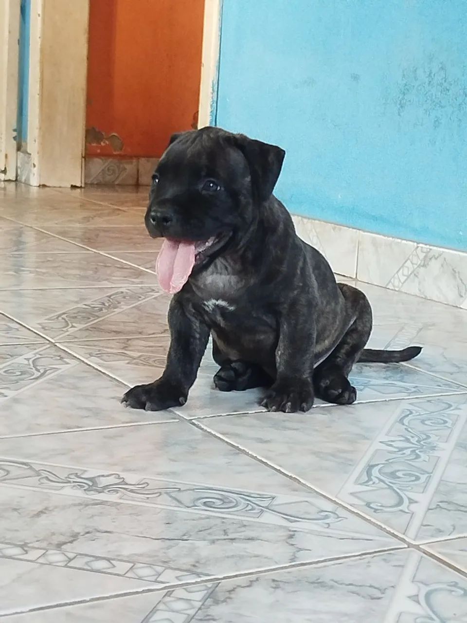 Pit Bull  - Foto 2