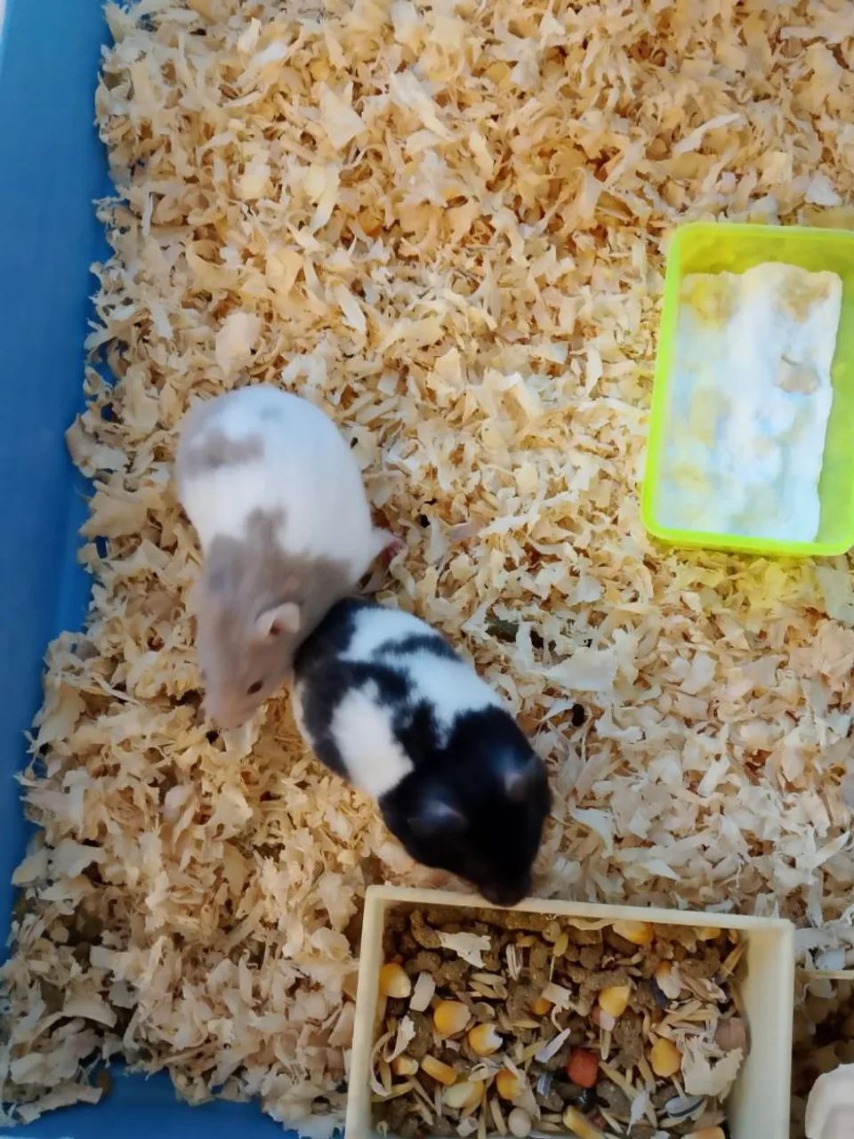 Hamster Sírio  - Foto 4