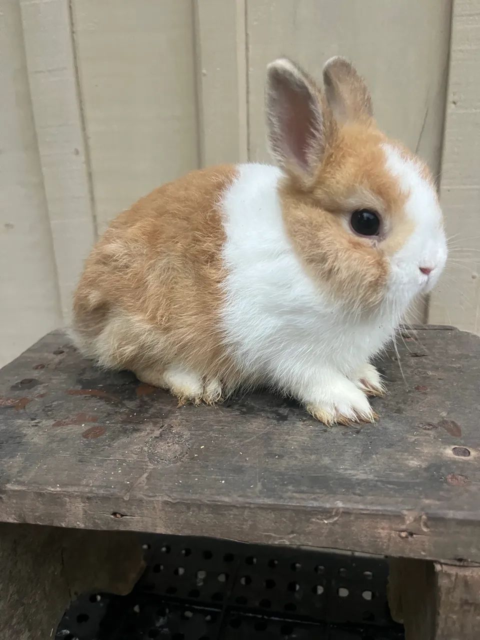 Mini Netherland - Bicolores 64962189234818122