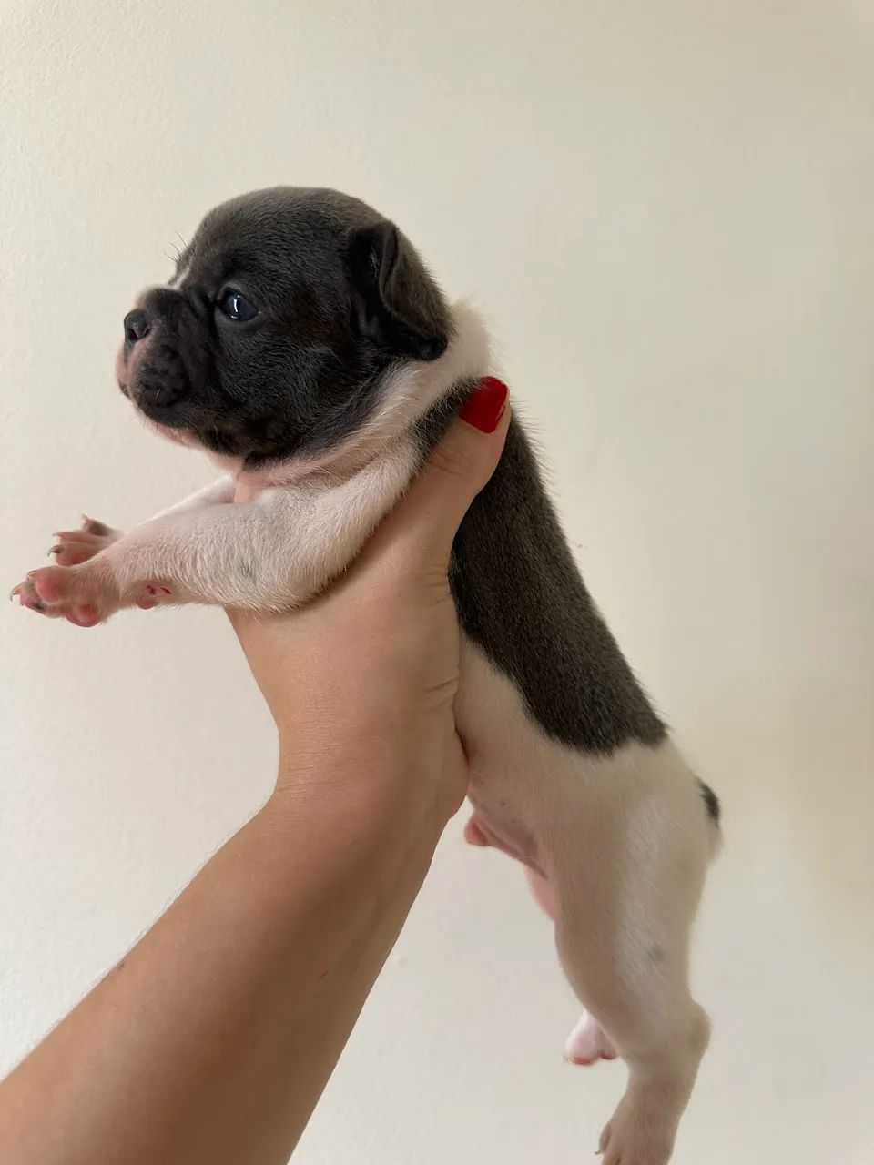 Buldogue Francês  - Foto 5