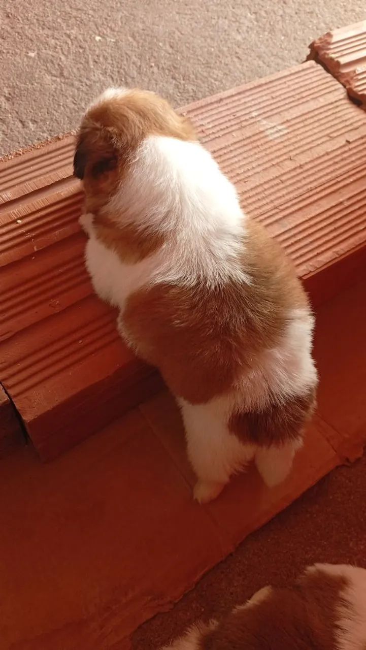 Cachorro  - Foto 4