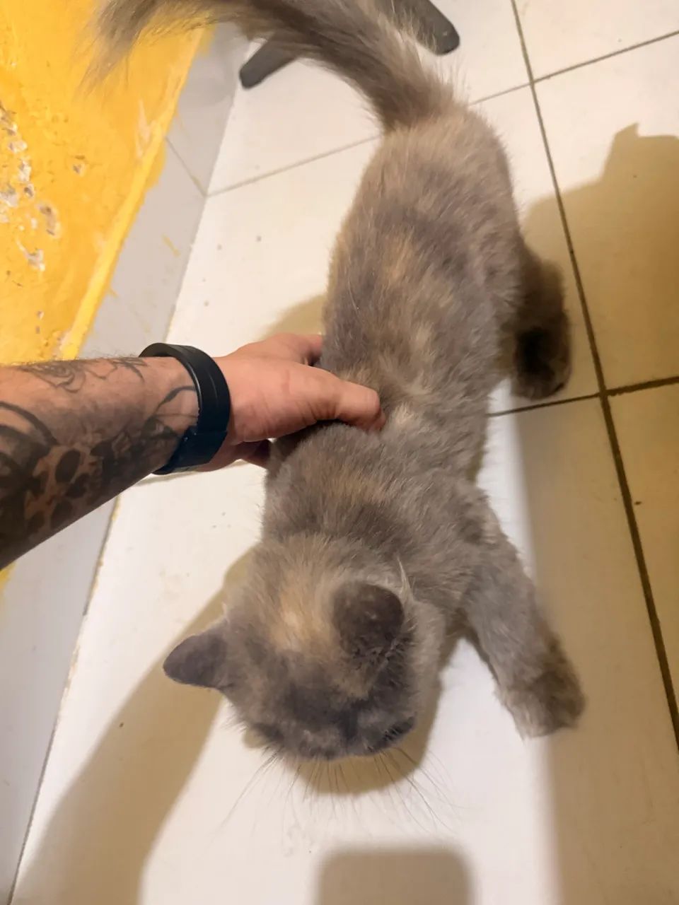 Gata persa Raça Exotic Shorthair Fêmea  - Foto 3