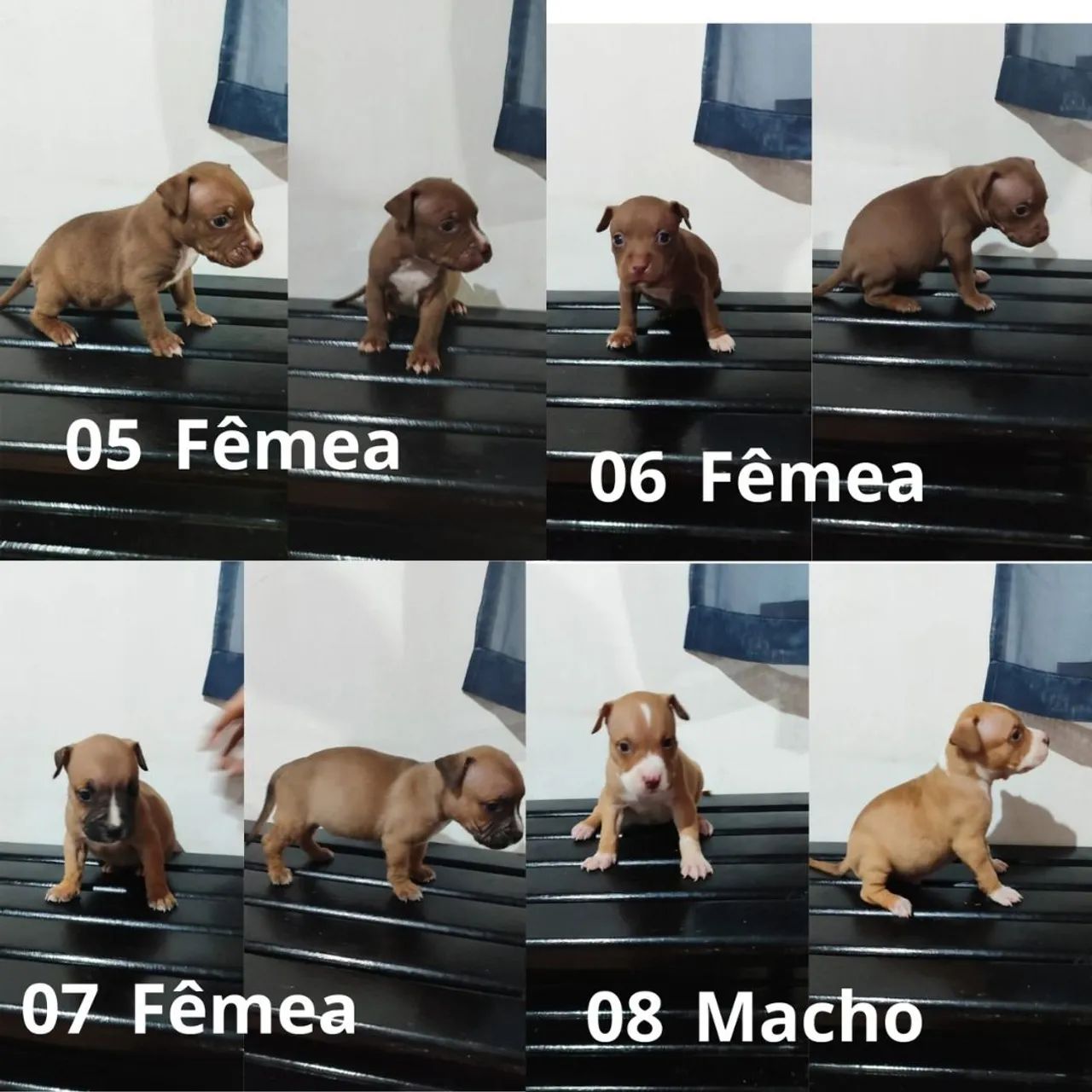 Filhote de Pitbull - Foto 2