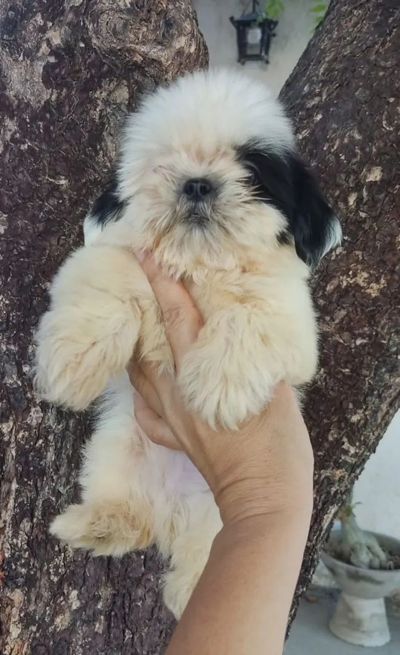 Vendo Shitzu macho micro ? - Foto 4
