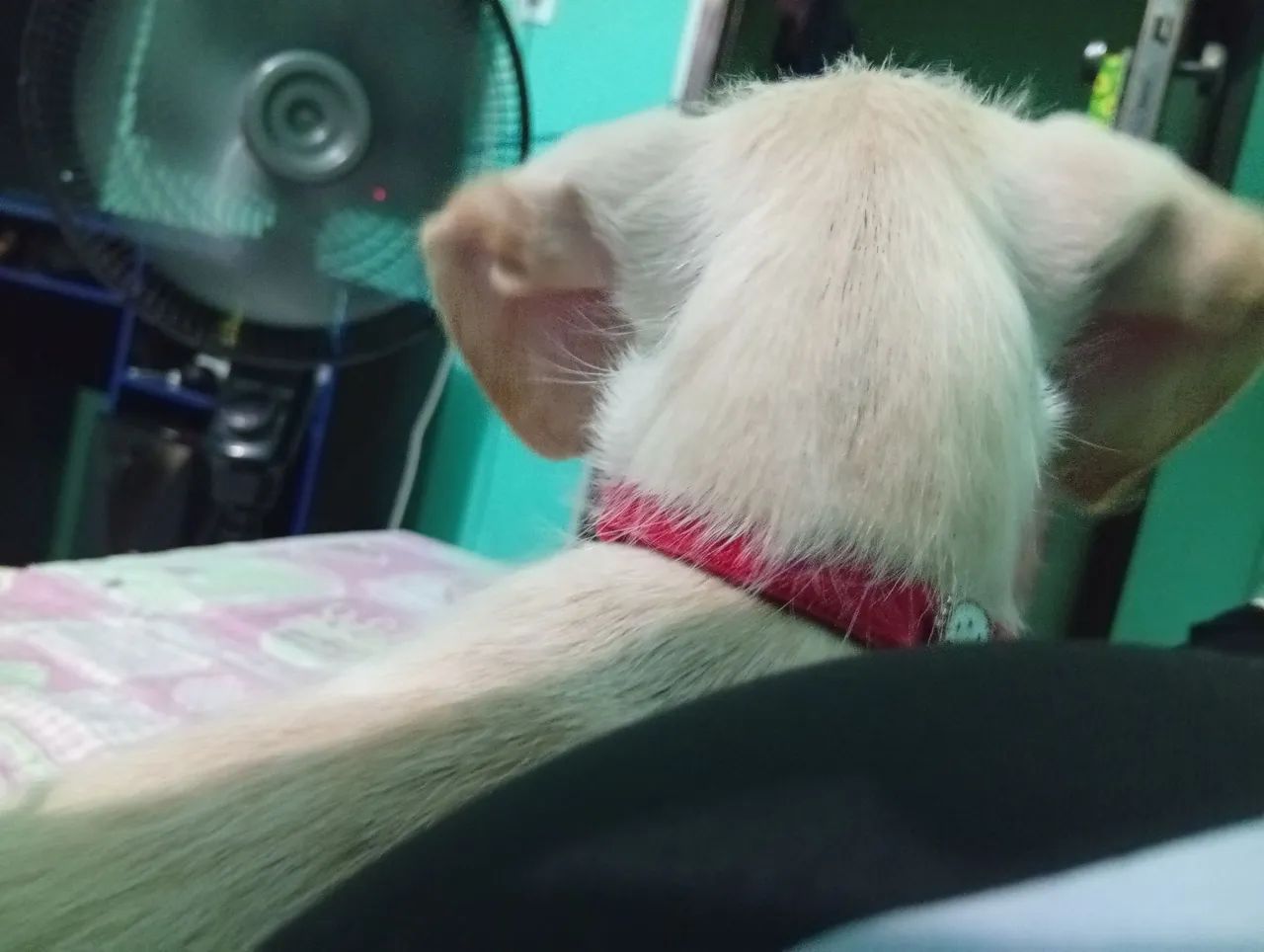 Doação cachorrinha  - Foto 2