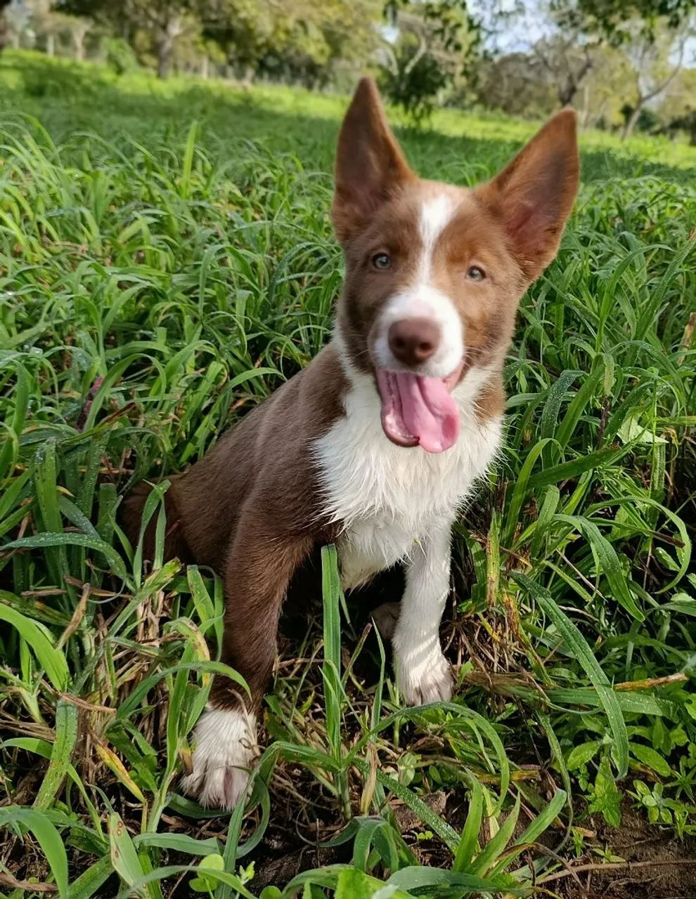Lindos Border Collie  - Foto 5