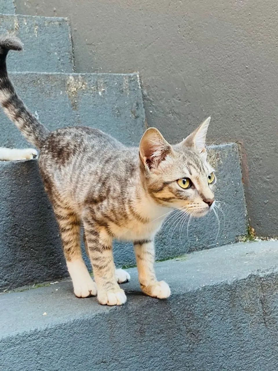 Doação de gatos  - Foto 2