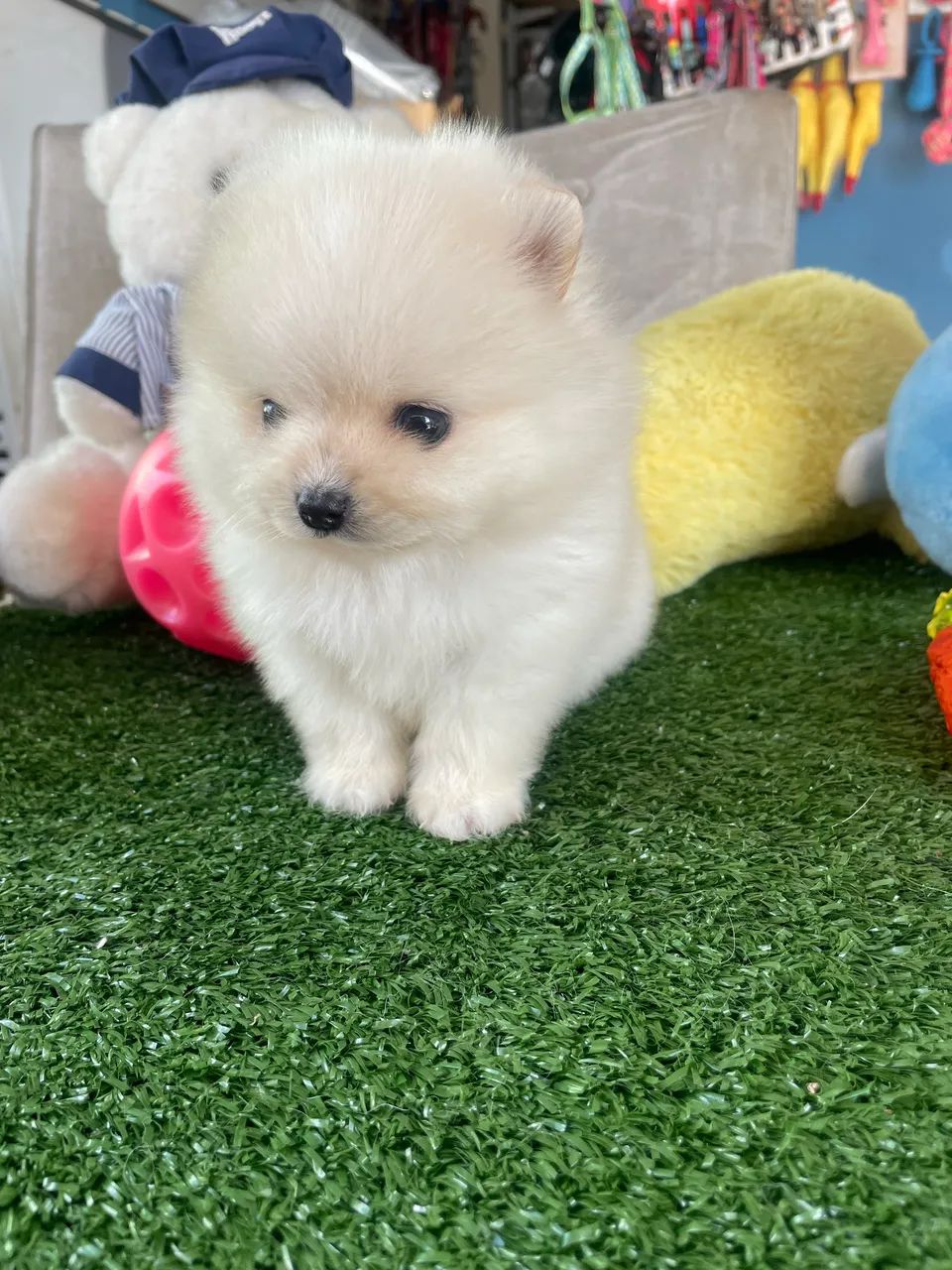 Spitz alemão macho ursinho com procedência !!$2.200,00 - Foto 4