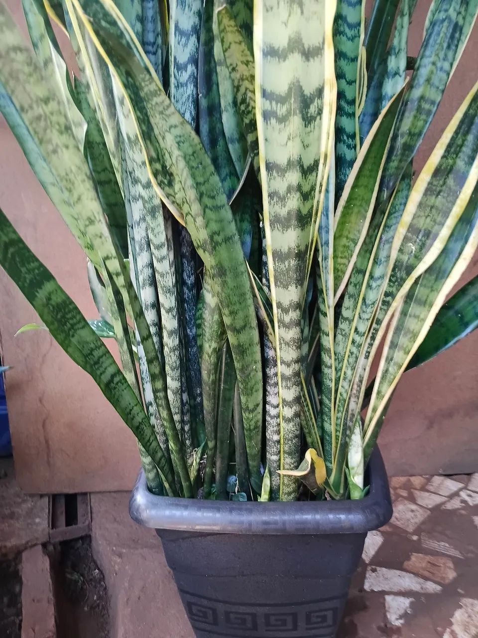 Plantas e jardim  - Foto 4