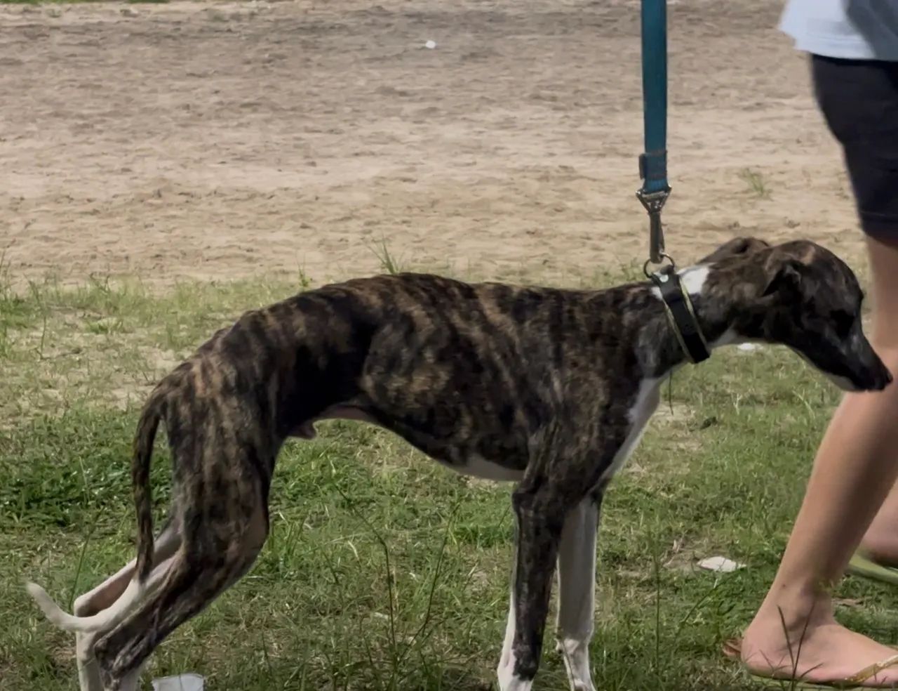 Vendo Lindo Filhote Whippet - Foto 4
