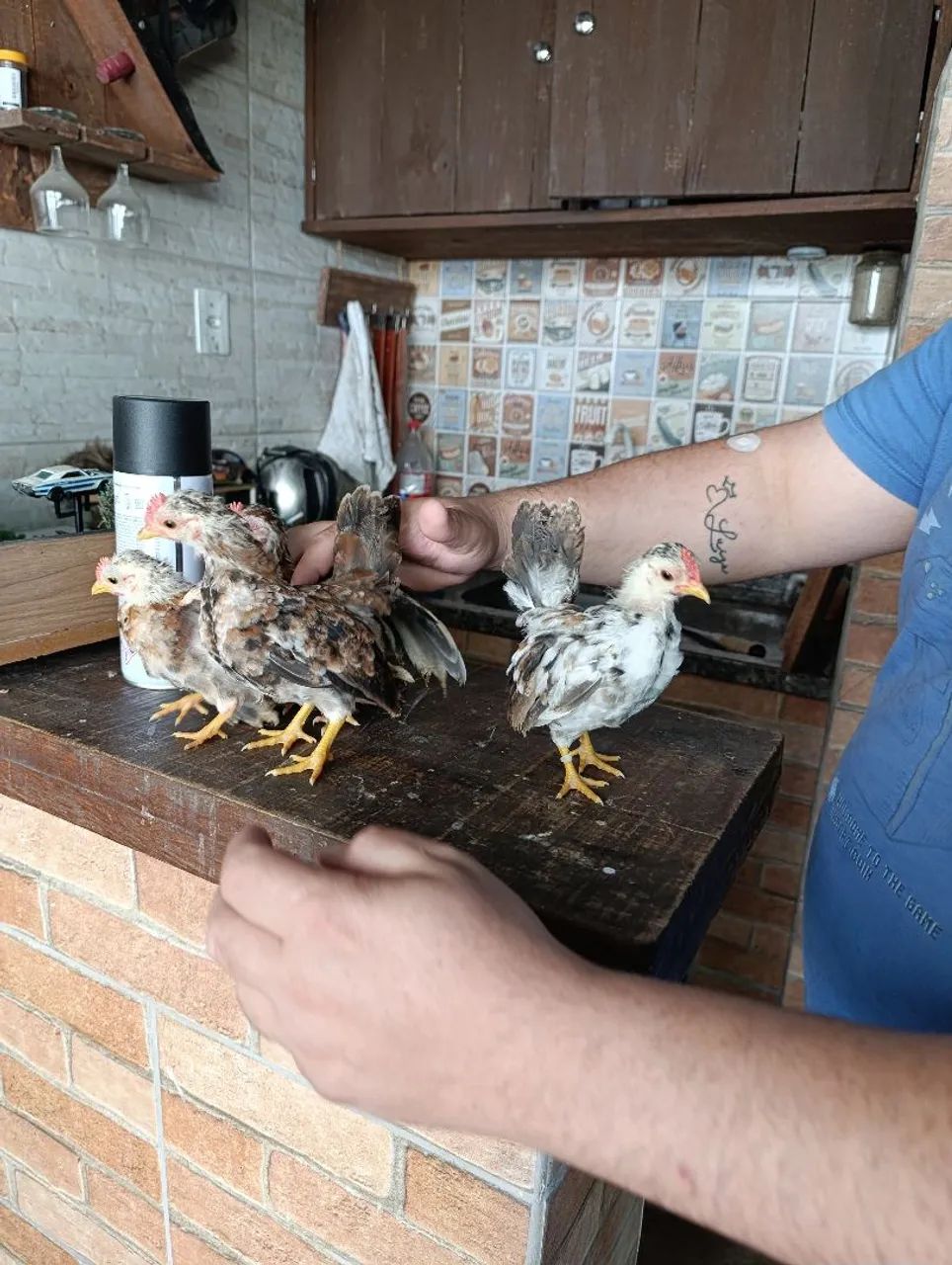 Filhotes de Garnizé Serama  - Foto 3