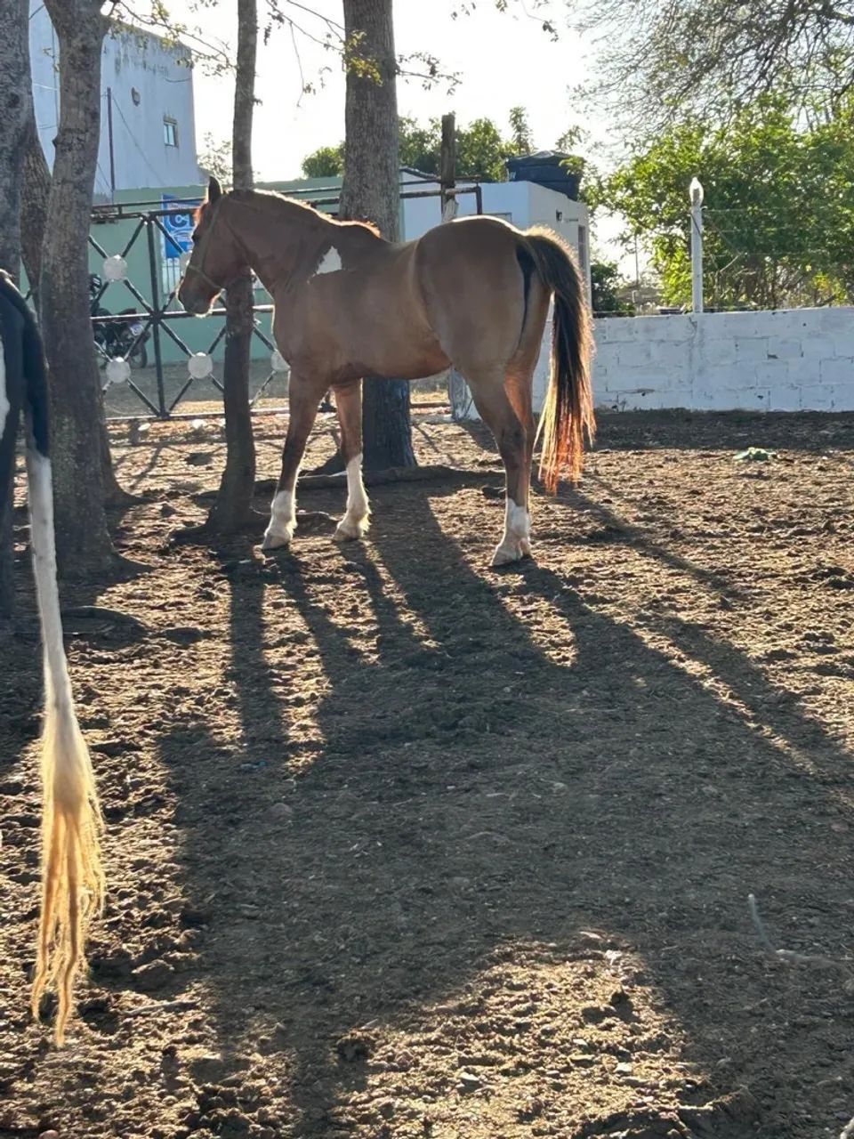 Cavalo - Foto 5