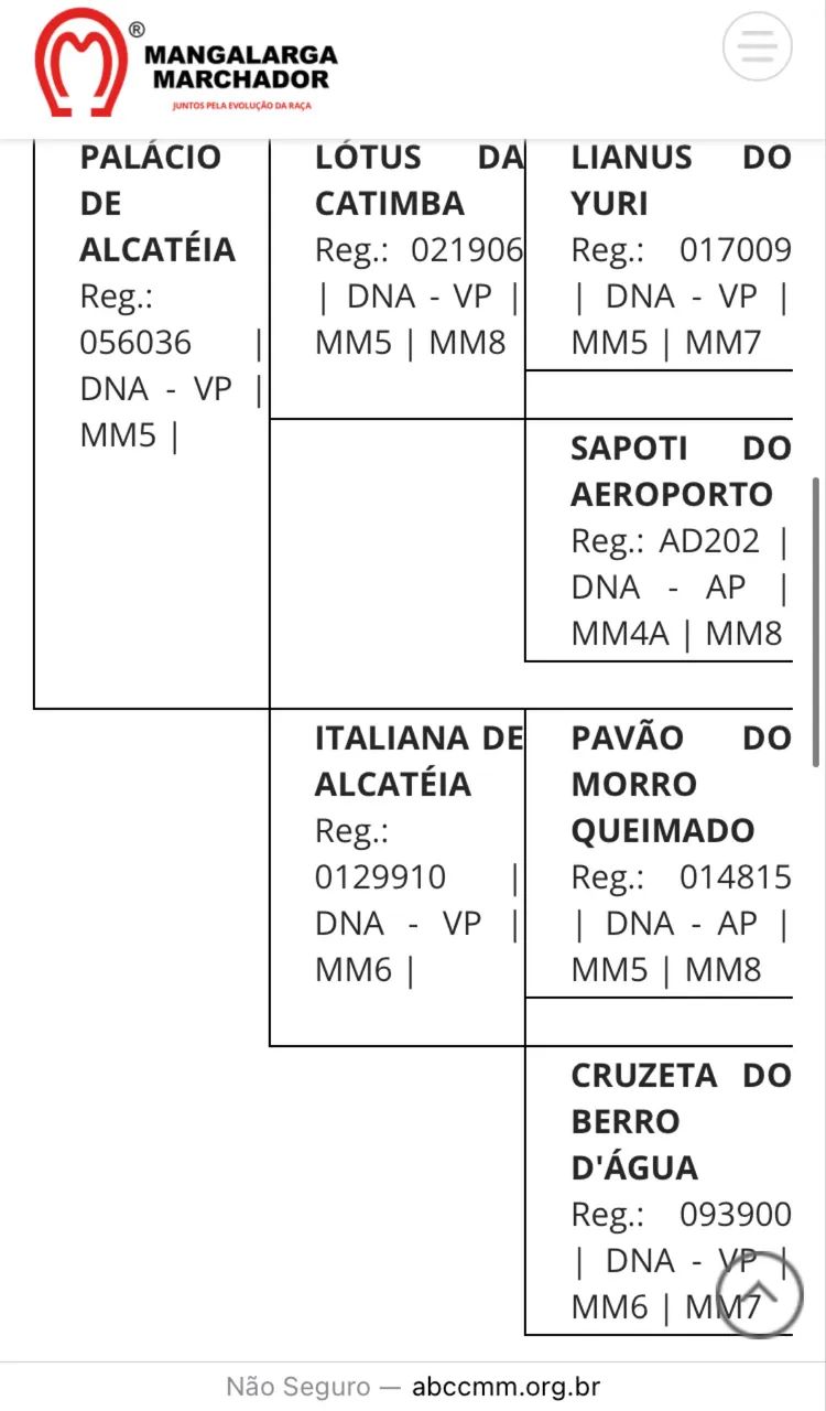 POTRO MM neto do Lótus da Catimba!!! - Foto 4