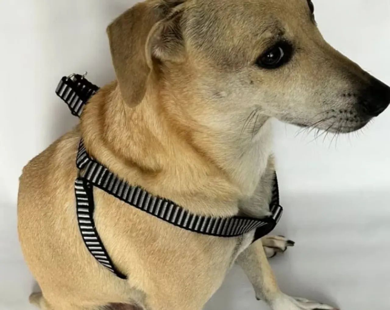 Coleira peitoral porte médio e grande tamanho G, GG  - Foto 2